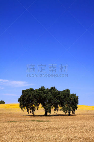 阿连特茹,葡萄牙,田地,小麦,橡树,科克郡,垂直画幅,天空,干草,无人