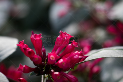 鲜花盛开,红松,宾夕法尼亚,景观设计,热带气候,环境,环境保护,枝繁叶茂,色彩鲜艳,自然美