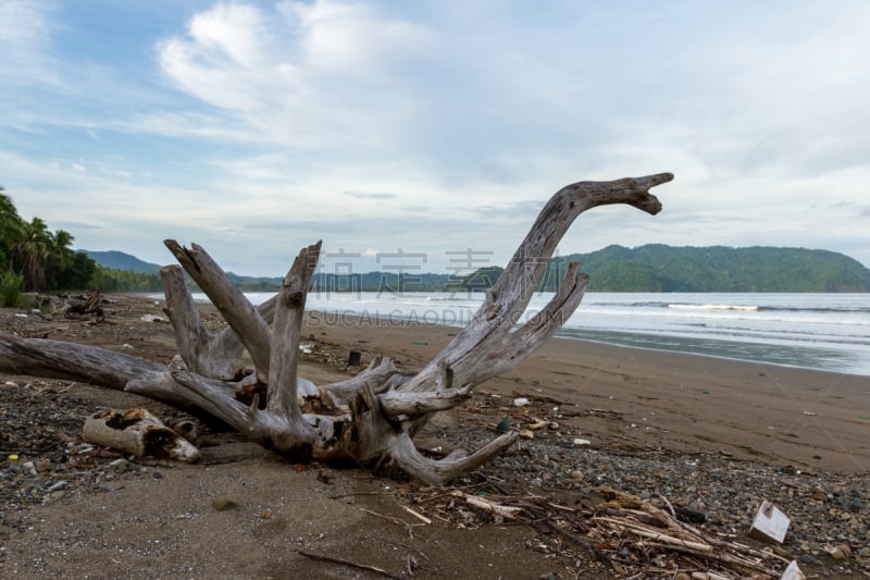 海滩,浮木,暴风雨,水平画幅,无人,巨大的,户外,方向,哥斯达黎加,树林