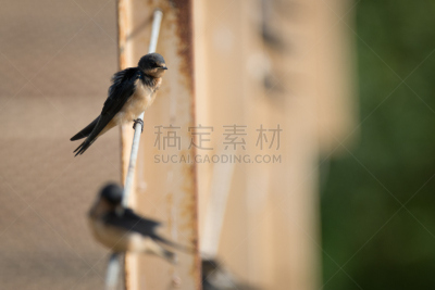 金属丝,家燕,留白,褐色,水平画幅,高视角,谷仓,无人,鸟类,户外