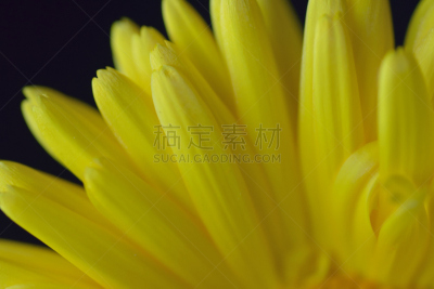 纹理,分离着色,黄色,大特写,花瓣,黑色背景,gilia,大丽花属,水平画幅,无人