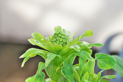 花蕾,春天,植物,水平画幅,无人,成分,日本,蜂斗菜,神奈川县,食品