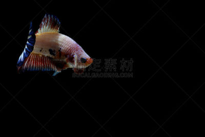 暹罗斗鱼,axolotl,金鱼,水族馆,水,美,艺术,水平画幅,无人,动物身体部位