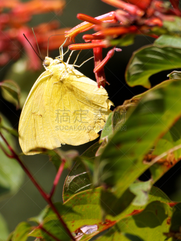 clouded yellow butterfly,醉娇花,晴硫蝶,垂直画幅,蝴蝶,动物身体部位,野外动物,夏天,户外