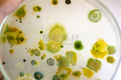 真菌,藻类,大群动物,个性,皮氏培养皿,显微镜,水,生物科技,水平画幅,孢子