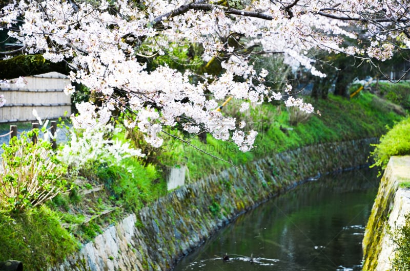 樱花,京都市,哲学之道,日本,水平画幅,无人,运河,户外,著名景点,旅游目的地