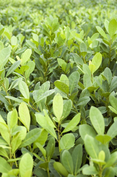 马黛茶,植物,青年人,科连特斯省,浸泡油,巴拉圭,乌拉圭,垂直画幅,选择对焦,茶树