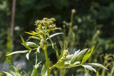 拉维纪草植物,伞形科,伞形目,菜园,水平画幅,无人,香料,户外,仅一朵花,草药