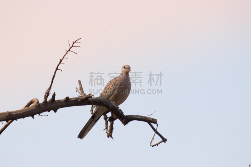 斑鸠,自然,美,野生动物,水平画幅,无人,鸟类,蓝凤冠鸠,鸽子,印度
