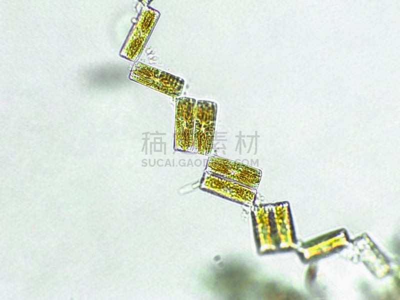 放大效果,在下面,生物燃料,显微镜,科学实验,生物课,细胞,池塘,细胞核,硅藻属