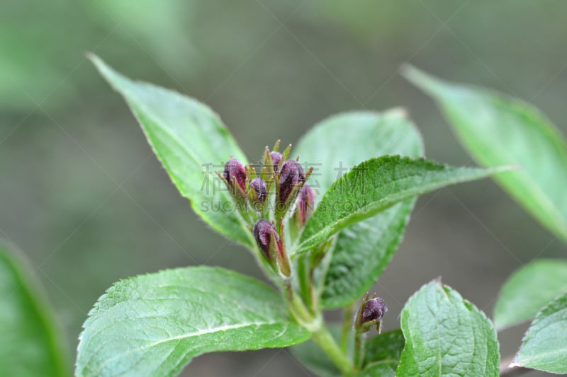 红宝石,布里斯托大学,自然,水平画幅,绿色,无人,特写,红色,花蕾,春天