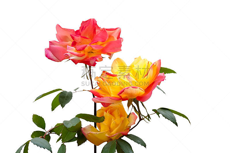 玫瑰,黄色,粉色,三个物体,自然,水平画幅,绿色,周年纪念,组物体,背景分离