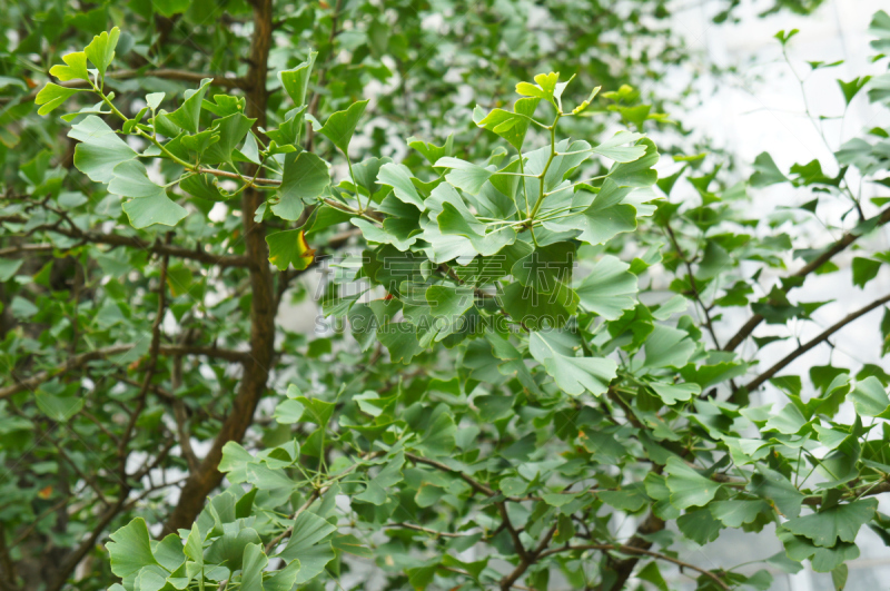 叶子,银杏,水平画幅,枝繁叶茂,无人,夏天,户外,特写,俄罗斯,树林