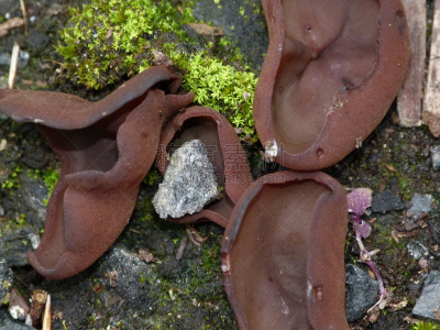 子囊菌,苔藓,石头,盘菌科,腐生生物,自然,褐色,灰色,水平画幅,绿色