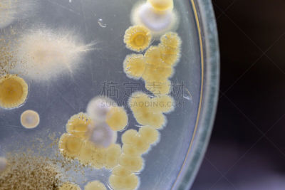 传媒,微生物学,酵母,放线菌属,土样,细菌,实验室,霉菌,学习