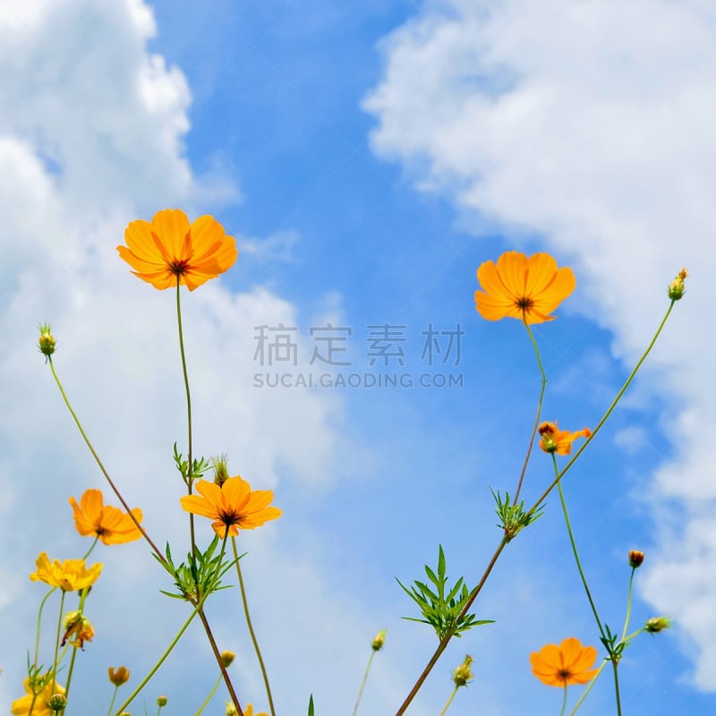 天空,蓝色,黄色,大波斯菊,紫苑,无人,夏天,户外,特写,活力