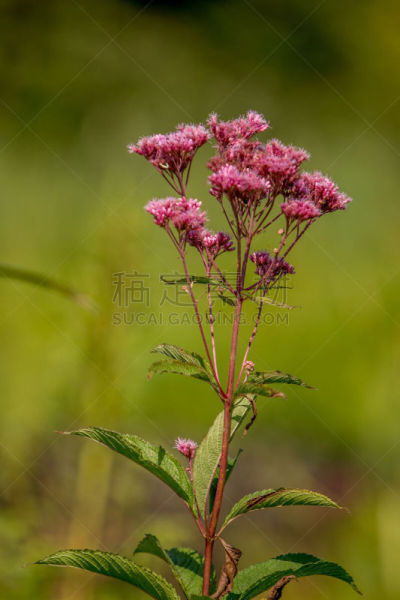 自然美,自然,垂直画幅,绿色,无人,教育科目,夏天,户外,特写,植物茎