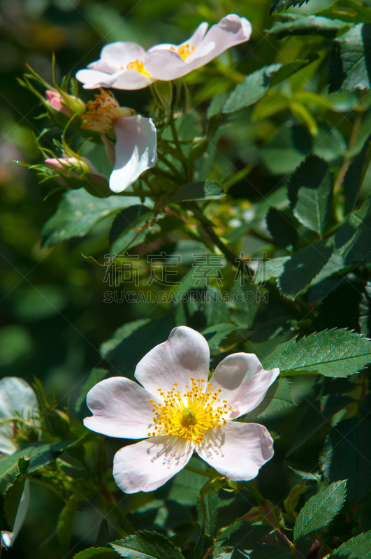 狗,玫瑰,垂直画幅,美,法式食品,特写,植物,植物学,灌木,叶子