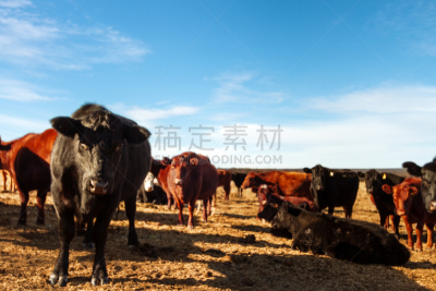 阿伯丁安格斯牛,田地,兽群,拉潘帕市,大群动物,大农场,食草,天空,水平画幅,户外