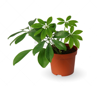 室内植物,盆栽植物,幼小动物,分离着色,在上面,白色,正面视角,水平画幅,无人,特写