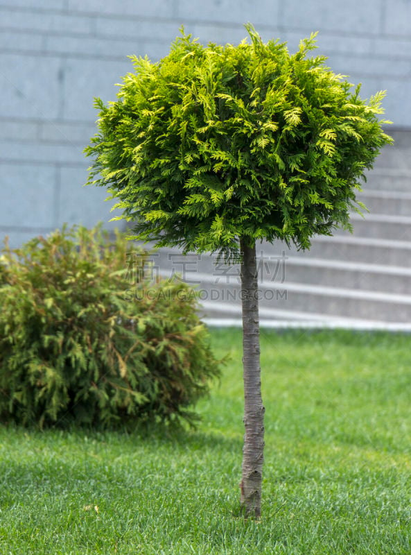 地形,碎纸,垂直画幅,林区,夏天,面神经,草,刀刃草,边界