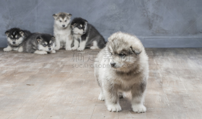 阿拉斯加雪橇犬,特写,注视镜头,雪橇犬,褐色,水平画幅,爪子,动物身体部位,哺乳纲,友谊