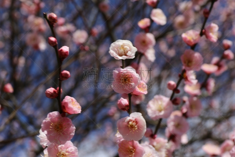 李子,红松,植物,水平画幅,无人,日本,季节,开花时间间隔,四季,松山