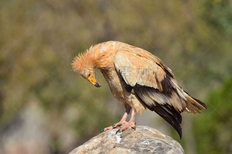 egyptian vulture,石头,索科特拉岛,自然,喙,水平画幅,动物,鸟类,秃鹰,图像