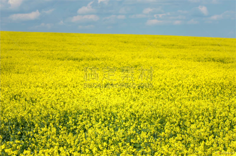 蓝色,油菜花,黄色,日光,明亮,田地,天空,水平画幅,形状,花