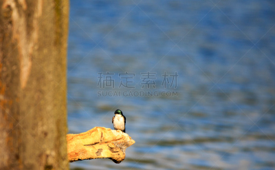 树燕,鸟类,自然,野生动物,水平画幅,野外动物,户外,湖,北美歌雀,在上面