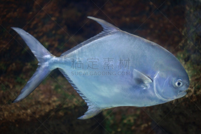 职权,杰克鱼,鳍刺类鱼,加勒比海,鲈形目,水平画幅,大西洋,水下,野外动物,异国情调