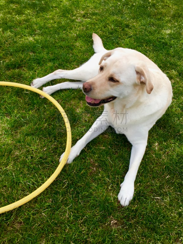 拉布拉多犬,呼啦圈,垂直画幅,寻回犬,进行中,金毛拉布拉多猎犬,草,人的嘴,狗狗障碍赛,休闲游戏