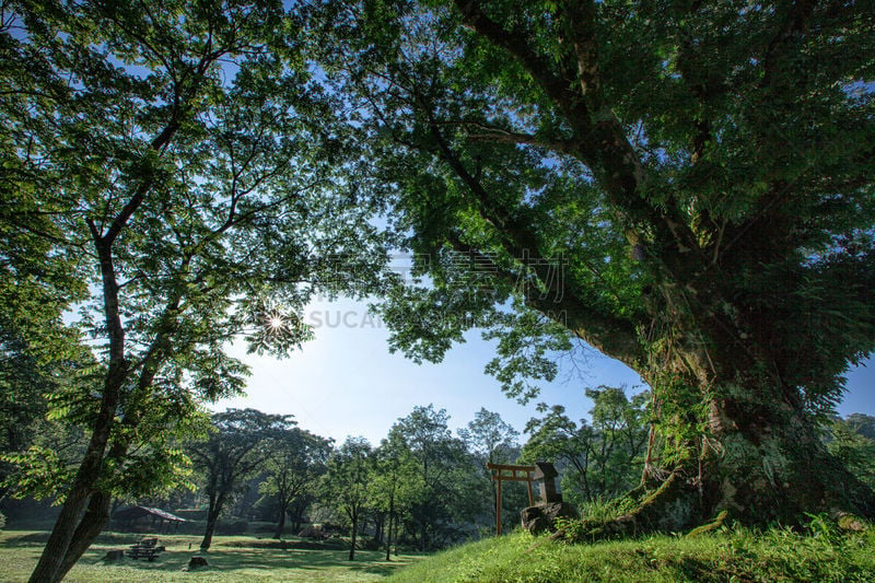 早晨,夏天,鸟居,新泻县,公园,水平画幅,无人,日本,森林,户外