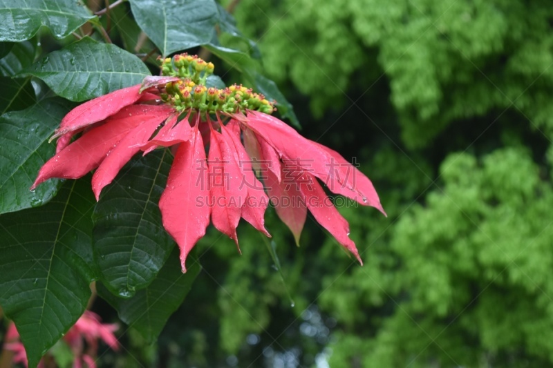 植物,庭院,阿根廷,雨,水平画幅,无人,户外,米西奥内斯省,摄影,花