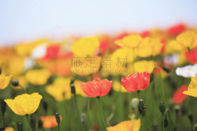 淡路岛,兵库县,自然,草地,水平画幅,地形,无人,日本,户外,春天