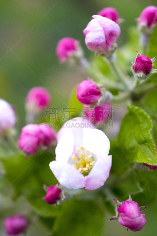 苹果,枝,花朵,果园,垂直画幅,美,特写,花束,花蕾,白色