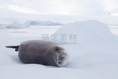 食蟹海豹,背景,冰块,天空,水平画幅,雪,动物身体部位,户外,哺乳纲,雕塑