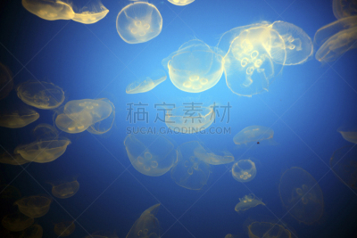 水母,美国,水平画幅,有毒生物体,海洋生命,美洲,海洋,盒式水母,2015年,危险