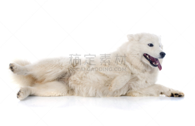 萨摩耶犬,莱卡犬,纯种犬,水平画幅,无人,白色背景,影棚拍摄,白色,宠物,动物
