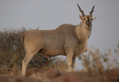 大羚羊,托里街区,玛莎图游乐保护区,自然,水平画幅,无人,萨凡纳港市,南美大草原,非洲,野外动物