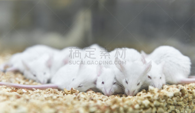 鼠,笼子,生物科技,水平画幅,老鼠,科学实验,科学,动物身体部位,禁止的