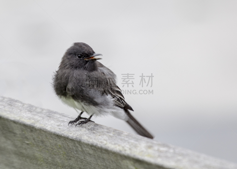 黑菲比霸鶲,京燕,自然,图像聚焦技术,选择对焦,野生动物,美国,水平画幅,无人,全身像