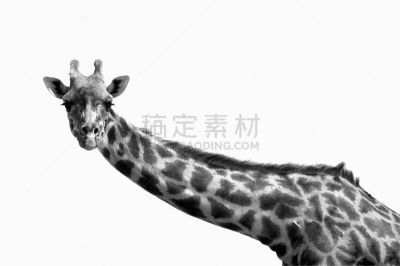 勇敢面对,长颈鹿,背景分离,野生动物,萨凡纳港市,肯尼亚,动物,动物头,非洲人