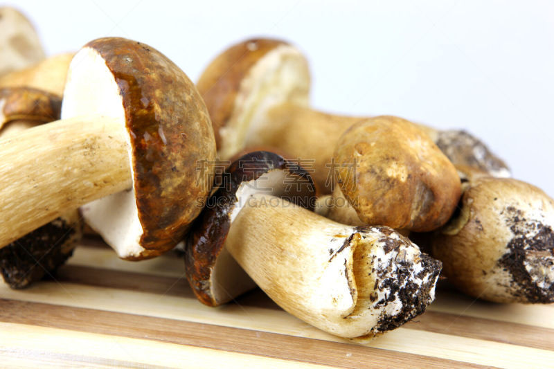 porcini mushroom,蘑菇,美味牛肝菌,褐色,水平画幅,无人,生食,夏天,组物体,特写