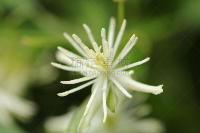 牧野,铁线莲,自然,水平画幅,地形,无人,九月,特写,花,摄影
