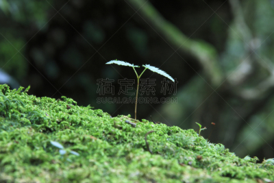 苔藓,自然,九州,水平画幅,绿色,地形,无人,日本,屋久岛,材料