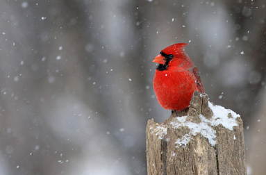 北美红鸟,冬天,野生动物,水平画幅,雪,无人,鸟类,野外动物,户外,雄性动物