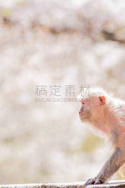 猴子,日本,可爱的,宠物,自然,垂直画幅,野生动物,肖像,风景,图像
