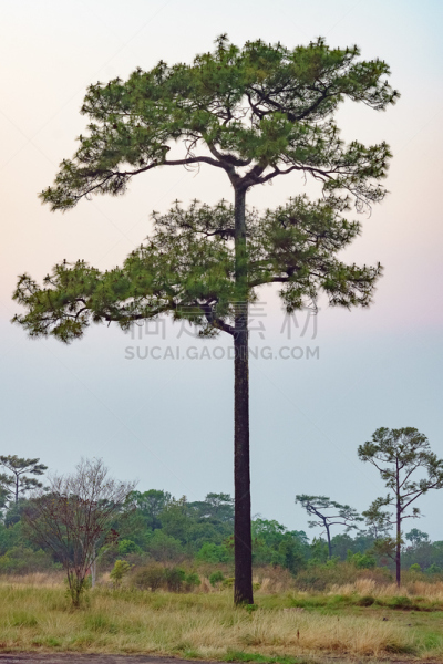 开着的,田地,高大的,松树,平衡折角灯,自然,垂直画幅,天空,美,地形