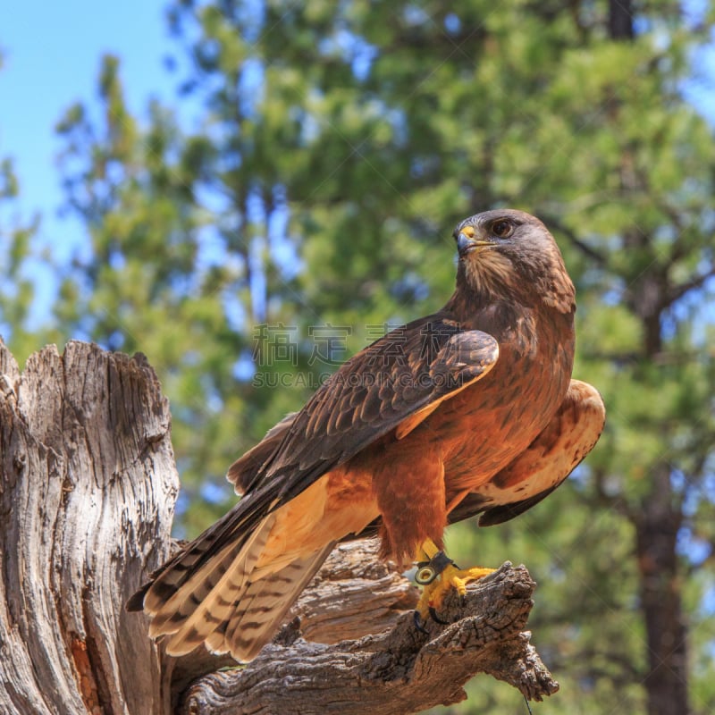 swainson's hawk,俄勒冈州,俄勒冈郡,野生动物,美国,食肉鸟,鸟类,野外动物,肖像,户外